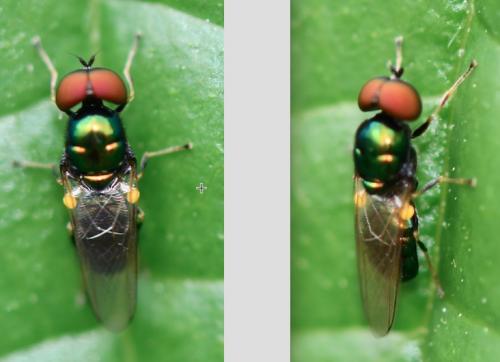 Microchrysa polita